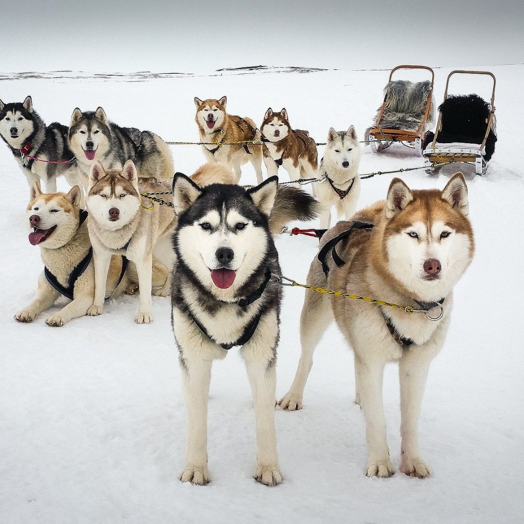 Snow Dogs